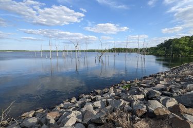Tranquil lake scene with still water reflecting the sky, surrounded by rocky shoreline. Dead tree trunks rise from the water, set against a backdrop of lush green trees and a bright blue sky with scattered clouds. Manasquan Reservoir mountain bike trail.