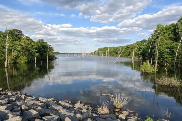 A tranquil landscape featuring a calm body of water reflecting a blue sky with fluffy white clouds. In the foreground, there is a rocky shoreline with large stones, leading to the water. Lush greenery and tall trees line the banks, while several bare tree trunks rise from the water, suggesting a natural habitat. The scene conveys a sense of peace and natural beauty. Manasquan Reservoir mountain bike trail.
