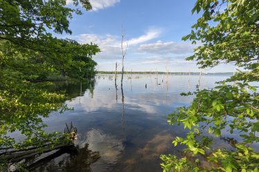 A tranquil lakeside view featuring still water reflecting the sky and surrounding nature. The image includes green foliage on both sides, with tall, submerged tree stumps rising from the water. Cloudy blue skies provide a serene backdrop, highlighting the calm atmosphere of the scene. Manasquan Reservoir mountain bike trail.