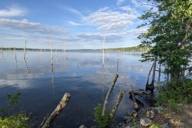 A tranquil lake scene featuring calm waters reflecting the blue sky and scattered clouds. In the distance, vertical tree stumps rise above the water's surface, adding to the serene landscape. Lush greenery lines the shoreline, with rocks and fallen branches visible along the banks, creating a peaceful natural setting. Manasquan Reservoir mountain bike trail.