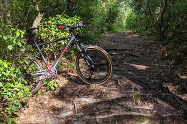 A mountain bike rests on a dirt path surrounded by lush green vegetation and trees, with visible tree roots on the ground. The scene captures a tranquil, wooded area, inviting outdoor exploration. Wells Mills County Park mountain bike trail.
