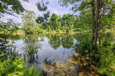 Serene lakeside scene featuring lush green foliage and a calm, reflective water surface, framed by trees on the left and right. The water is bordered by patches of grass and reeds, creating a tranquil nature environment under a clear blue sky. Clayton Park mountain bike trail.