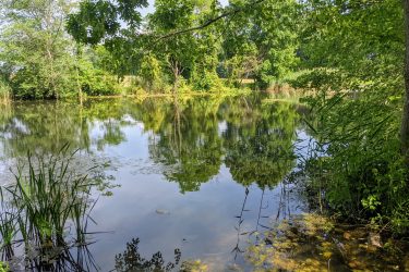 A serene pond surrounded by lush greenery, with reflections of trees and plants on the water's surface, and some aquatic vegetation visible at the water's edge. The scene captures a peaceful and natural environment. Clayton Park mountain bike trail.