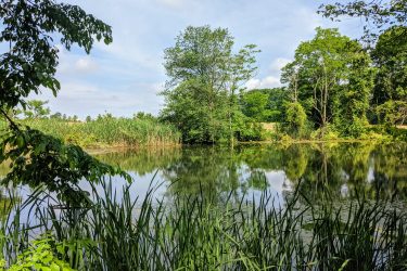 A tranquil scene of a calm pond surrounded by lush greenery, reeds, and trees, reflecting the blue sky and distant fields in the water. Clayton Park mountain bike trail.