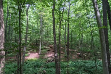 An expansive forest scene featuring tall trees with lush green leaves, sunlight filtering through the canopy. The ground is covered with various plants and a few fallen leaves, creating a serene and vibrant natural environment. Clayton Park mountain bike trail.