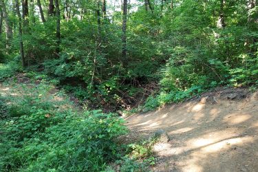 A winding dirt path surrounded by dense green foliage and trees in a forested area, with sunlight filtering through the leaves, creating dappled shadows on the ground. Palos Forest Preserve mountain bike trail.