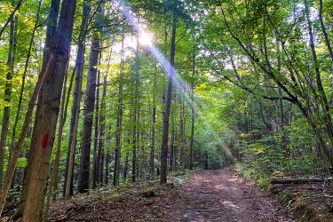 A tranquil forest path lined with tall trees, dappled sunlight filtering through the lush green leaves above, and a gravelly, uneven trail leading into the distance. Red trail markers are visible on some tree trunks along the path. Allen Park mountain bike trail.