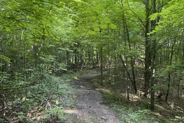 A narrow, winding dirt path through a lush green forest, surrounded by tall trees with vibrant leaves. Sunlight filters through the canopy, illuminating the trail and highlighting the rich greenery along the sides. Allen Park mountain bike trail.