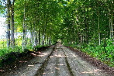 A dirt pathway lined with tall green trees, creating a shaded corridor under a bright blue sky. The road is slightly uneven with visible tire tracks and light patches of sunlight filtering through the foliage. Allen Park mountain bike trail.
