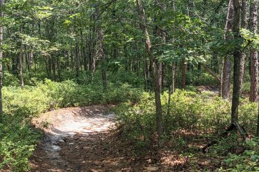 A winding dirt path through a lush green forest, surrounded by tall trees and dense underbrush. Sunlight filters through the leaves, casting dappled shadows on the ground. Seaview Trails Main loop mountain bike trail.