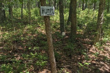 Two handmade wooden signs mounted on a tree in a wooded area, with one sign pointing left labeled "Lumpy" and the other pointing right labeled "Humpy." The forest is green and dappled with sunlight, surrounded by various plants and the ground covered in leaves and pine needles. Seaview Trails Main loop mountain bike trail.