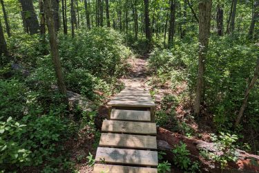 Wooden pathway through a lush green forest, flanked by trees and underbrush, leading into the distance. Sunlight filters through the leaves, illuminating the surroundings. Seaview Trails Main loop mountain bike trail.