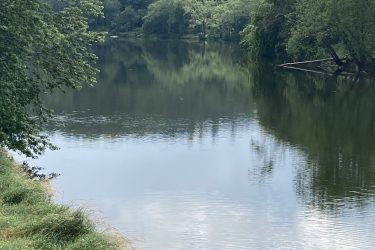 A tranquil river scene surrounded by lush greenery, featuring several ducks swimming near the shore. The calm water reflects the trees and cloudy sky, creating a peaceful, natural setting. New River Trail State Park mountain bike trail.