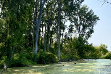 A peaceful view of a wetland area with trees lining the shore. The water is covered in green algae, and the sunlight filters through the leaves, casting soft shadows on the surface. Point Pelee National Park mountain bike trail.