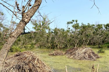 A peaceful wetland scene featuring several large nests made of twigs and branches, surrounded by green vegetation and water. In the background, there are trees with bare branches against a clear blue sky, adding to the tranquil atmosphere. Point Pelee National Park mountain bike trail.