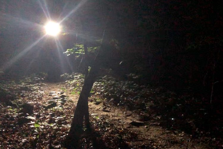 A dimly lit forest pathway illuminated by a bright light source in the distance, with scattered leaves and foliage on the ground, and a silhouette of a tree to the right.