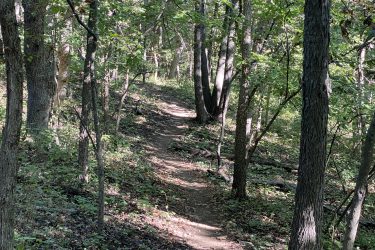 A narrow dirt trail meanders through a forest, surrounded by tall trees and lush green foliage. Sunlight filters through the leaves, creating dappled shadows on the ground. The path is slightly winding, leading deeper into the wooded area. Cedar Niles Park mountain bike trail.