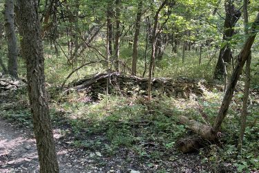 A serene forest scene featuring a dirt path leading through dense greenery, with tall trees and underbrush. In the background, an old stone wall is partially obscured by foliage, and a fallen log rests on the ground nearby, creating a natural, rustic atmosphere. Cedar Niles Park mountain bike trail.