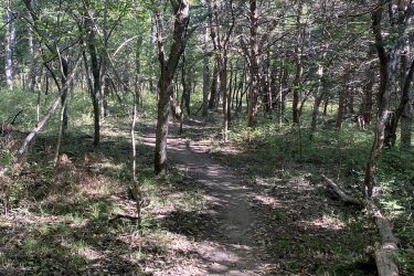 A narrow dirt path winding through a lush, green forest with tall trees and dappled sunlight filtering through the foliage. The ground is covered with fallen leaves and scattered branches, creating a natural, serene atmosphere. Cedar Niles Park mountain bike trail.