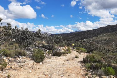 A scenic landscape featuring a dirt trail winding through lush vegetation, with a cyclist in a yellow jacket pedaling along the path. The background showcases rolling hills under a bright blue sky adorned with fluffy white clouds. Middelbergfarm mountain bike trail.