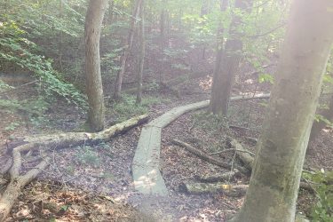 A winding wooden path through a forested area, surrounded by trees and greenery, with fallen branches and leaves on the ground. Sunlight filters through the leaves, creating a warm, inviting atmosphere. Haw Ridge Park mountain bike trail.
