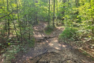 A narrow dirt path winding through a lush green forest, with sunlight filtering through the trees. The trail is bordered by exposed tree roots and rocky soil, leading into the dense woodland. Haw Ridge Park mountain bike trail.