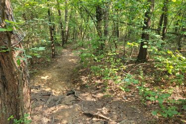 A forested hiking trail winding through lush green vegetation, with sunlight filtering through the trees. The path is marked by soil and roots, surrounded by diverse foliage and tall trees. Haw Ridge Park mountain bike trail.