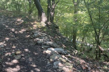 A narrow dirt path lined with rocks, surrounded by lush green trees and foliage. Sunlight filters through the leaves, creating dappled shadows on the ground. Cedar Niles Park mountain bike trail.
