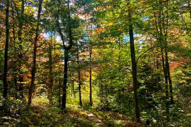 A winding dirt path through a lush forest, surrounded by tall trees with vibrant green leaves and hints of fall colors. The scene is illuminated by bright sunlight filtering through the canopy, creating a peaceful and inviting outdoor atmosphere. Velo Edmundston Trail mountain bike trail.