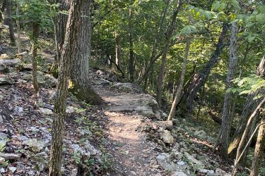 A narrow dirt path winding through a dense forest, flanked by trees and rocky terrain. Sunlight filters through the leaves, casting dappled light on the ground covered with fallen leaves and small stones. Cedar Niles Park mountain bike trail.