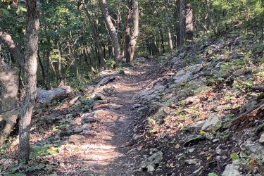 A winding dirt trail surrounded by trees in a wooded area, with sunlight filtering through the foliage, and rocky edges along the path. Cedar Niles Park mountain bike trail.