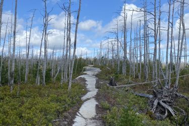 A winding trail leads through a landscape of bare, white tree trunks under a partly cloudy sky. Lush greenery lines the path, contrasting with the starkness of the dead trees. The scene conveys a sense of tranquility in a natural setting. Fight Trail mountain bike trail.
