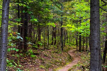 A winding dirt path through a lush forest, surrounded by tall trees with green leaves and scattered autumn touches. The trail is bordered by earthy soil and small rocks, leading deeper into the serene woodland. Velo Edmundston Trail mountain bike trail.