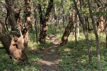 A winding dirt path runs through a shaded forest, surrounded by tall trees with textured bark and lush greenery. Sunlight filters through the leaves, creating dappled patterns on the ground. Cedar Niles Park mountain bike trail.