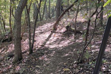 A winding dirt path through a wooded area, surrounded by trees with green leaves. The ground is covered in fallen leaves and small rocks, with gentle shadows cast by the trees in the sunlight. Cedar Niles Park mountain bike trail.