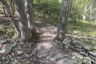 A narrow, rocky hiking trail winding through a lush forest, flanked by tall trees with textured bark. The path is partially shaded, revealing patches of sunlight and surrounded by greenery and small stones. Cedar Niles Park mountain bike trail.