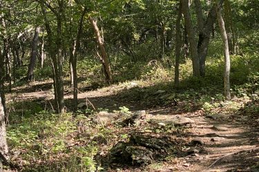 A tranquil forest scene featuring a winding dirt path surrounded by tall trees, lush green foliage, and scattered rocks. Soft sunlight filters through the leaves, casting gentle shadows on the ground. Cedar Niles Park mountain bike trail.
