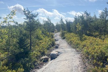 A winding gravel path through a forested area, surrounded by low shrubs and small trees, under a blue sky with fluffy white clouds. Sunlight illuminates the scene, creating a serene and inviting atmosphere. Fight Trail mountain bike trail.