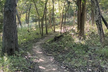 A narrow dirt pathway winding through a sunlit forest, surrounded by tall trees and lush greenery, with dappled light filtering through the leaves. Cedar Niles Park mountain bike trail.
