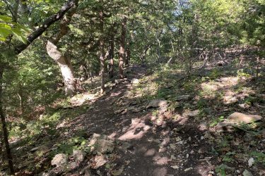 A winding dirt path surrounded by lush green foliage and scattered rocks, leading through a wooded area under a bright blue sky. Sunlight filters through the trees, creating dappled shadows on the ground. Cedar Niles Park mountain bike trail.