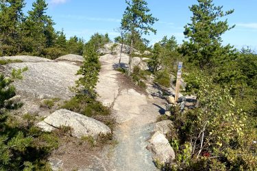 A sunny hiking trail winding through rocky terrain, flanked by small pine trees and shrubs under a clear blue sky. A trail sign is visible on the right side, guiding hikers along the path. Fight Trail mountain bike trail.