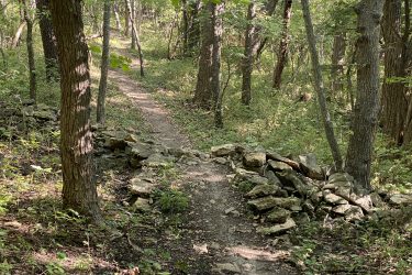 A narrow dirt path winding through a lush green forest, bordered by tall trees. On one side of the path, there is a low stone wall made of uneven rocks. Sunlight filters through the leaves, creating dappled light on the ground. Cedar Niles Park mountain bike trail.