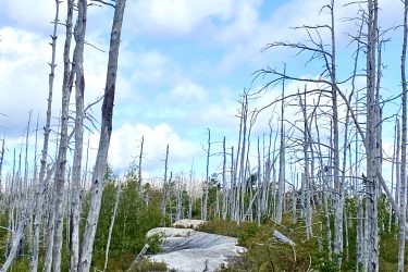 A winding path through a forest of dead trees, surrounded by green vegetation and a bright blue sky with fluffy clouds. The trail is rocky and appears to be surrounded by remnants of past foliage, contrasting with the lifeless trees rising tall in the background. Fight Trail mountain bike trail.