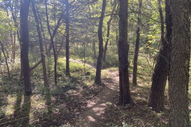 A winding dirt path through a sunlit forest, surrounded by tall trees and lush green undergrowth. Soft shadows are cast on the ground, creating a tranquil atmosphere in the natural setting. Cedar Niles Park mountain bike trail.