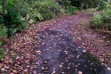 A winding pathway through a lush, green forest, covered with fallen leaves. The ground appears wet, indicating recent rain, and the trees surrounding the path display various shades of green, hinting at the change of seasons. Beulah Park mountain bike trail.