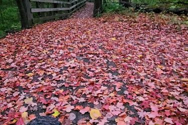 A scenic path through a forest covered in vibrant autumn leaves, with a trail lined by trees in various shades of green and gold. The foreground features the tire of a bicycle, resting on a carpet of red, orange, and yellow fallen leaves, leading down the pathway. A wooden fence is visible in the background, enhancing the peaceful, natural setting. Beulah Park mountain bike trail.