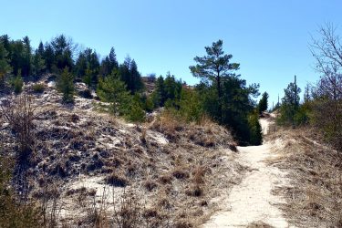 A sandy path winding through hilly terrain covered with sparse vegetation and small trees, under a clear blue sky. Pinery Provincial Park mountain bike trail.
