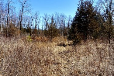 A grassy, overgrown path leading through a sparse forest with bare trees against a clear blue sky. The terrain shows signs of early spring, with dried grass and shrubs surrounding the trail. Pinery Provincial Park mountain bike trail.