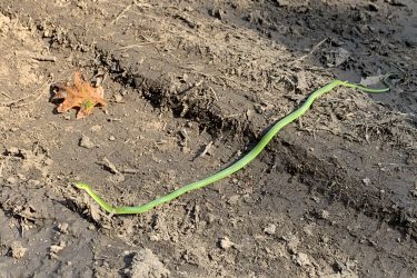 A slender green snake slithering across a muddy ground trail, accompanied by a small brown leaf nearby. Collinsville Mountain Bike and Hiking Trails mountain bike trail.