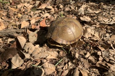 A turtle resting on a bed of dry leaves in a natural setting, with sunlight illuminating its shell. Collinsville Mountain Bike and Hiking Trails mountain bike trail.